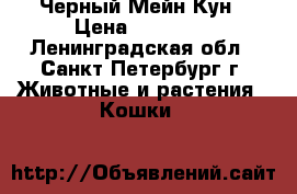 Черный Мейн Кун › Цена ­ 10 000 - Ленинградская обл., Санкт-Петербург г. Животные и растения » Кошки   